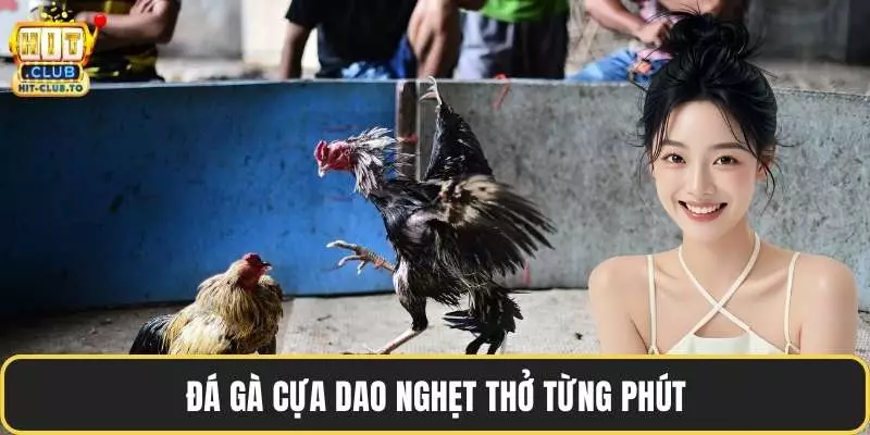 Đá gà cựa dao nghẹt thở từng phút