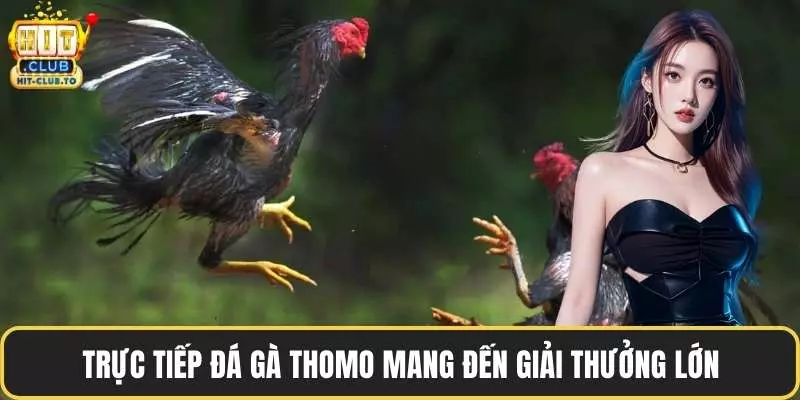 Trực tiếp đá gà Thomo mang đến giải thưởng lớn